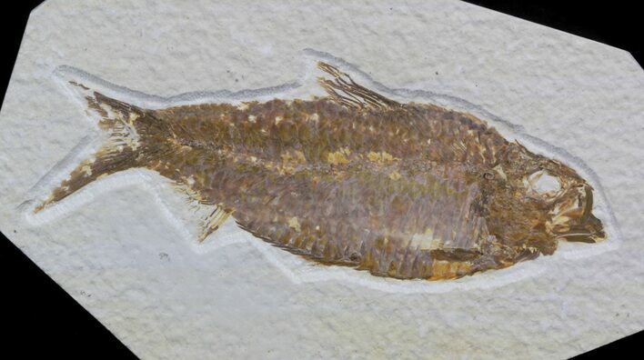 Knightia Alta Fossil Fish - Wyoming #36856